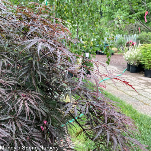 'Tamukeyama' Japanese Maple | Acer palmatum var. dissectum 'Tamukeyama'