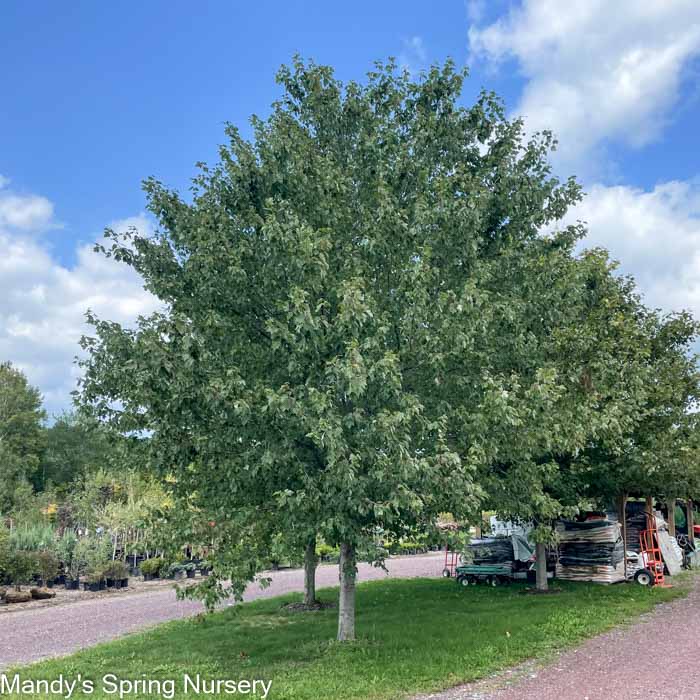 Red Sunset Maple | Acer rubrum 'Franksred'