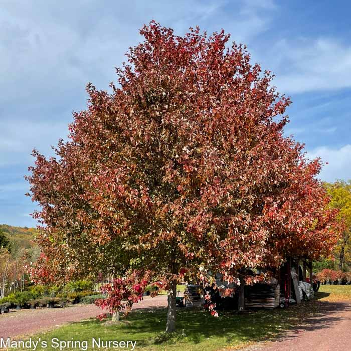 Red Sunset Maple | Acer rubrum 'Franksred'