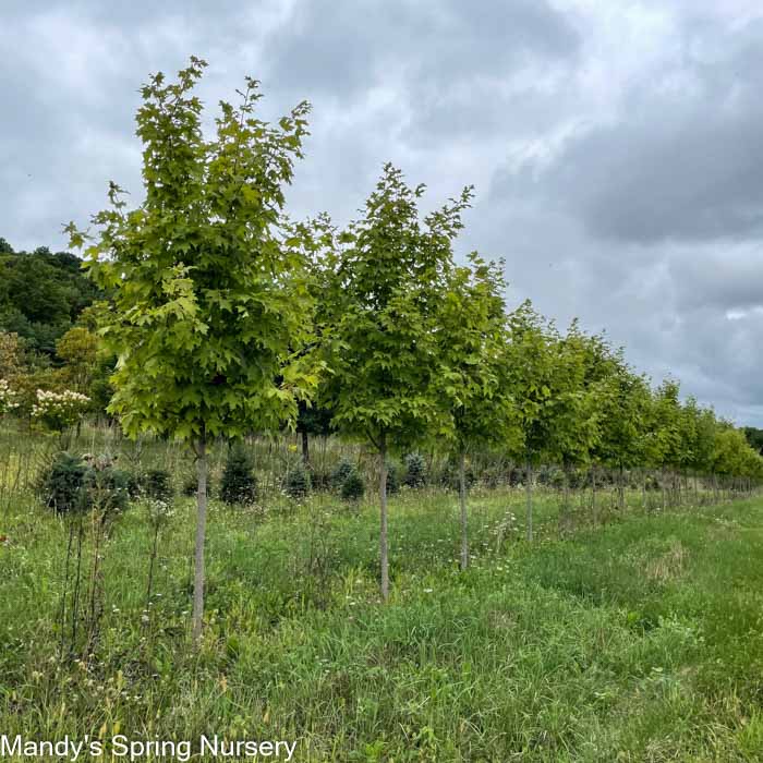 Sugar Maple | Acer saccharum