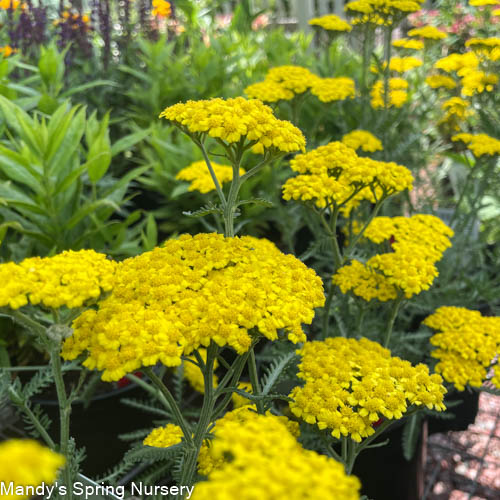 Little Moonshine Yarrow | Achillea
