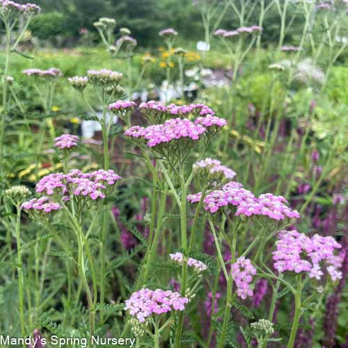 Summer Pastel Yarrow | Achillea 'Summer Pastel'