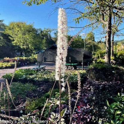'Hillside Black Beauty' Bugbane | Actaea simplex