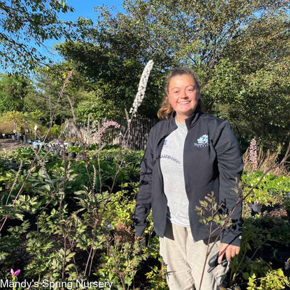 'Hillside Black Beauty' Bugbane | Actaea simplex