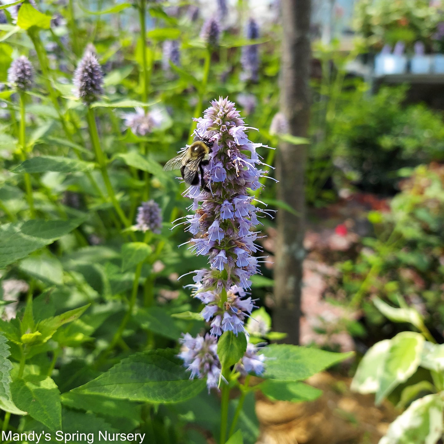 'Blue Fortune' Anise Hyssop | Agastache