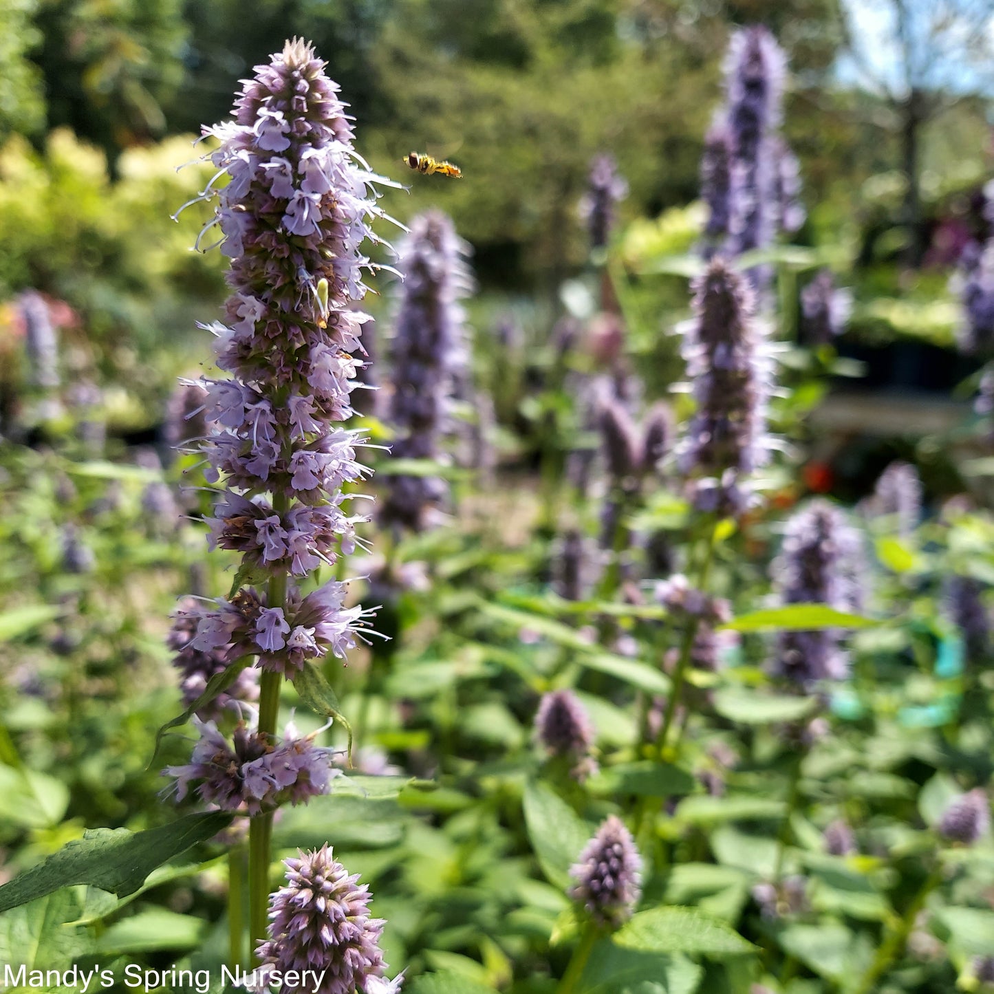 'Blue Fortune' Anise Hyssop | Agastache