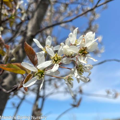 Shadblow Serviceberry | Amelanchier canadensis