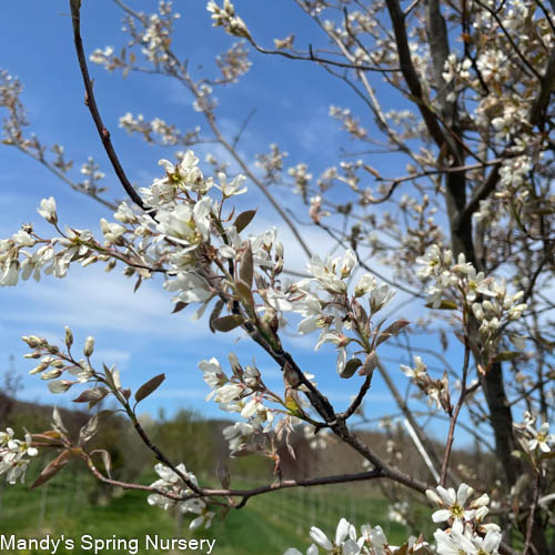 Autumn Brilliance Serviceberry | Amelanchier x grandiflora