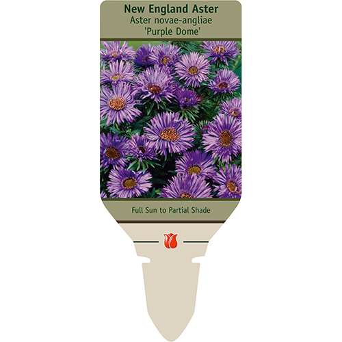 Purple Dome New England Aster | Symphyotrichum novae-angliae