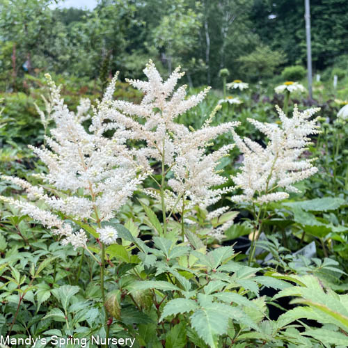 Deutschland Astilbe | Astilbe japonica