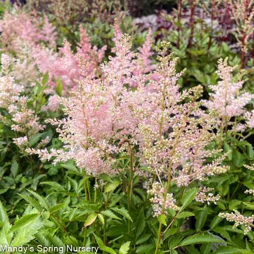 Younique Silvery Pink Astilbe | Astilbe 'Younique Silvery Pink'