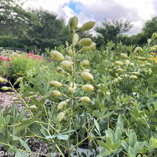 Blueberry Sundae False Indigo | Baptisia 'Blueberry Sundae'