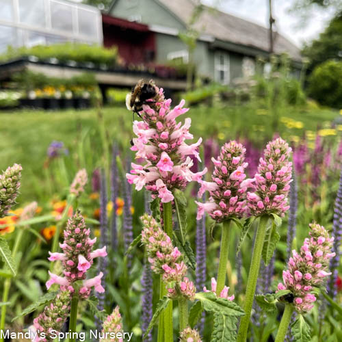 Rosea Betony | Stachys officinalis 'Rosea'