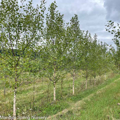 Paper Birch | Betula papyrifera 'Paper Birch'
