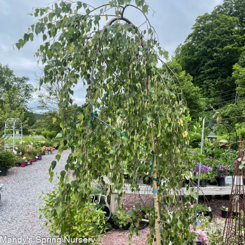 Young's Weeping Birch | Betula pendula 'Youngii'