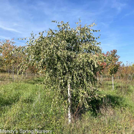 Young's Weeping Birch | Betula pendula 'Youngii'