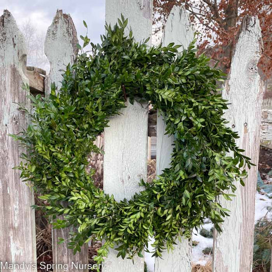 Custom Boxwood Wreath 12" - Hypoallergenic (PRE-ORDER)