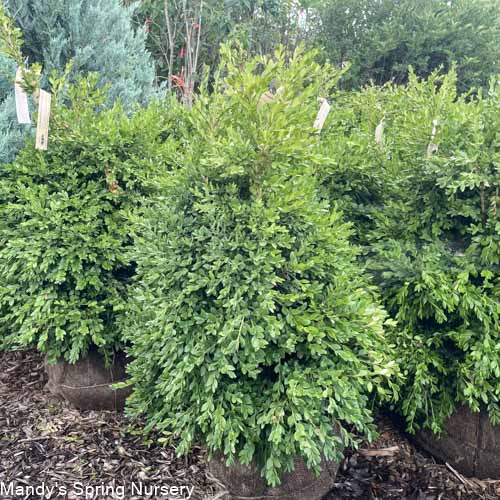 Green Mountain Boxwood | Buxus