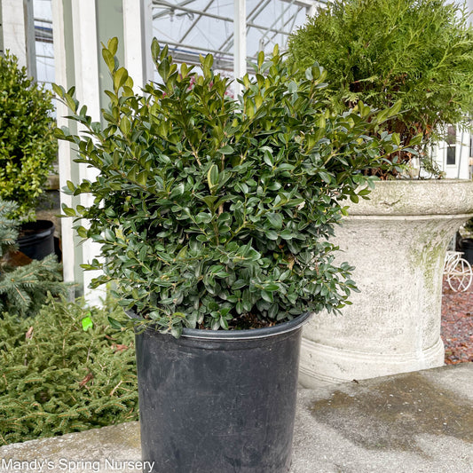 Green Velvet Boxwood | Buxus