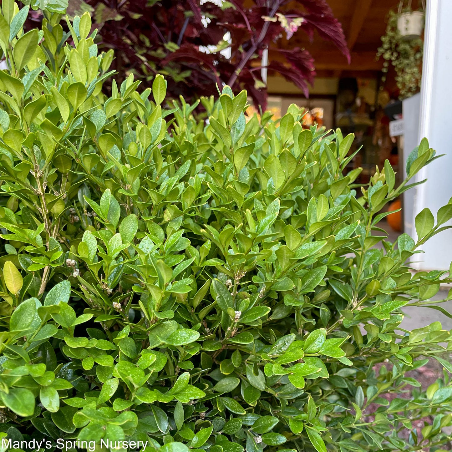 Bare Root- Green Mountain Boxwood | Buxus 'Green Mountain'