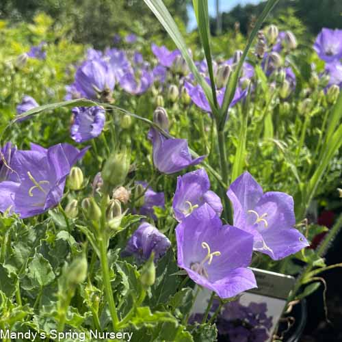 Rapido Blue Bellflower | Campanula carpatica