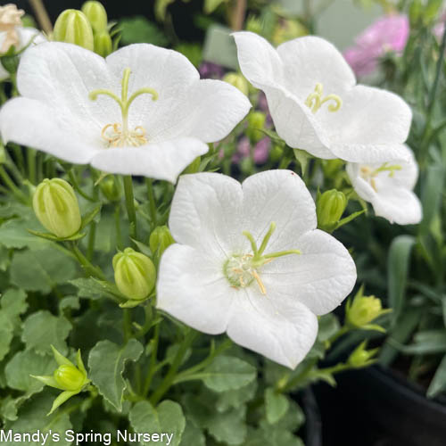 Rapido White Bellflower | Campanula carpatica