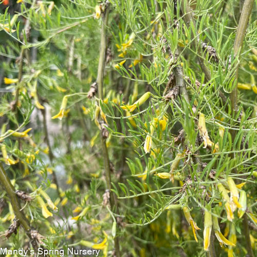 Walker Weeping Peashrub Tree Std. | Caragana arborescens