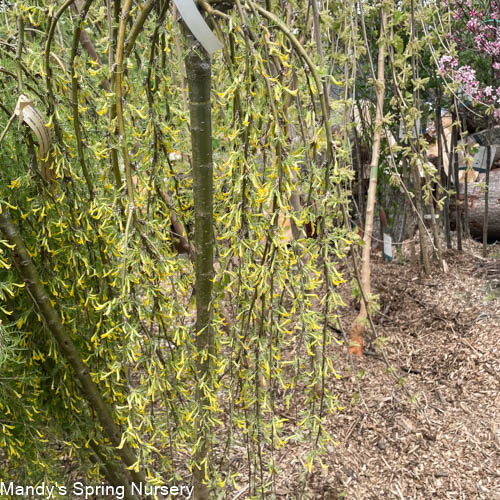 Walker Weeping Peashrub Tree Std. | Caragana arborescens