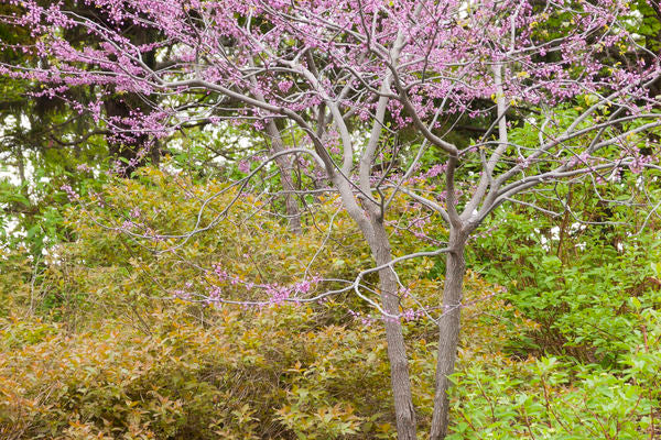 MN Strain Redbud | Cercis canadensis