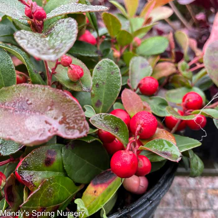 Redwood Checkerberry | Gaultheria procumbens