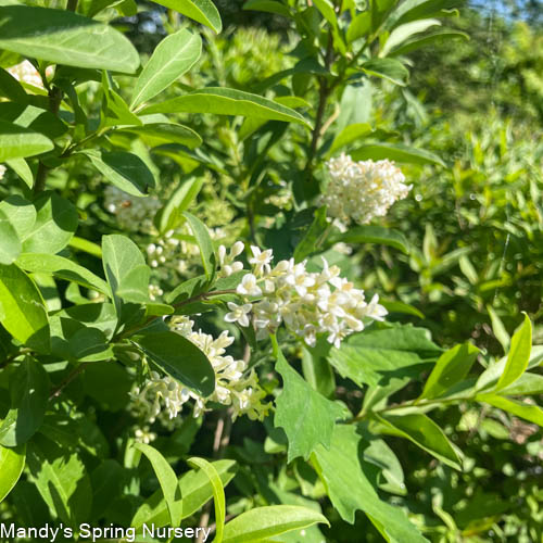 Cheyenne Privet | Ligustrum vulgare