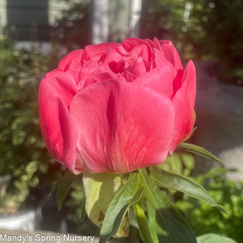 Coral Sunset Peony | Paeonia