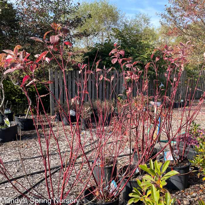 Red Twig Dogwood | Cornus baileyi