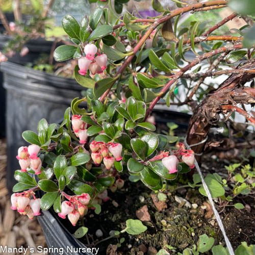 Hedge Cotoneaster | Cotoneaster lucidus