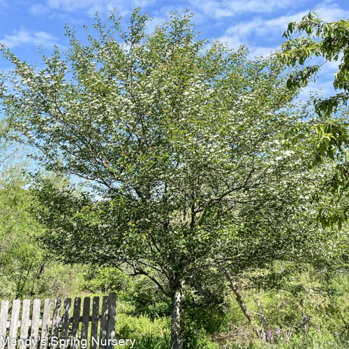 Toba Hawthorn | Crataegus x mordenensis 'Toba'