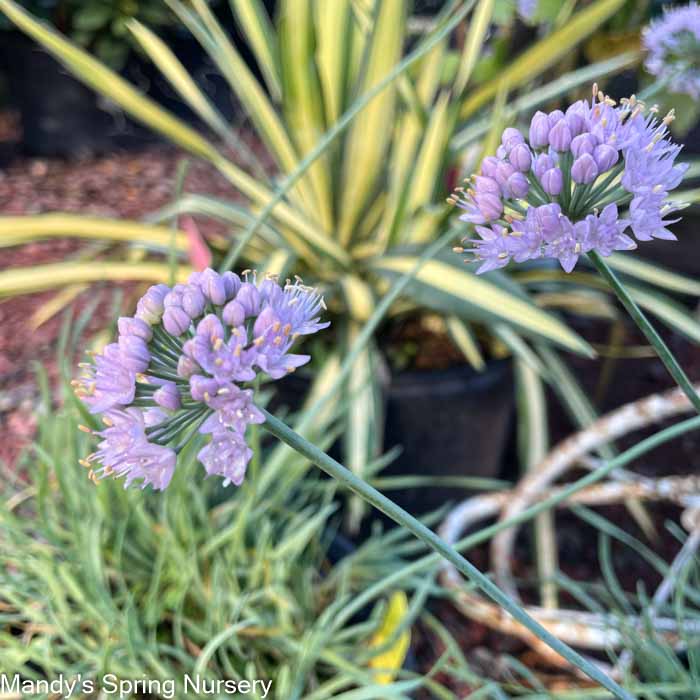 Curly Chives | Allium senescens 'Glaucum'