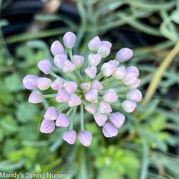 Curly Chives | Allium senescens 'Glaucum'