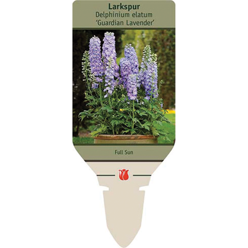 Guardian Lavender Larkspur | Delphinium