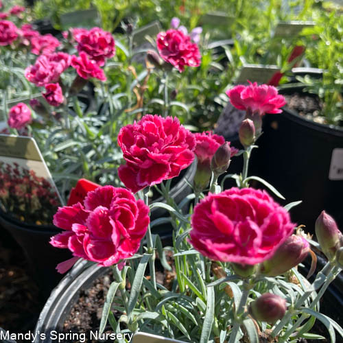 Burgundy Blush Dianthus | Dianthus 'Burgundy Blush'