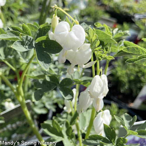 White Old-Fashioned Bleeding Heart | Dicentra spec. Alba