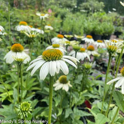 'Pow Wow' White Coneflower | Echinacea purpurea