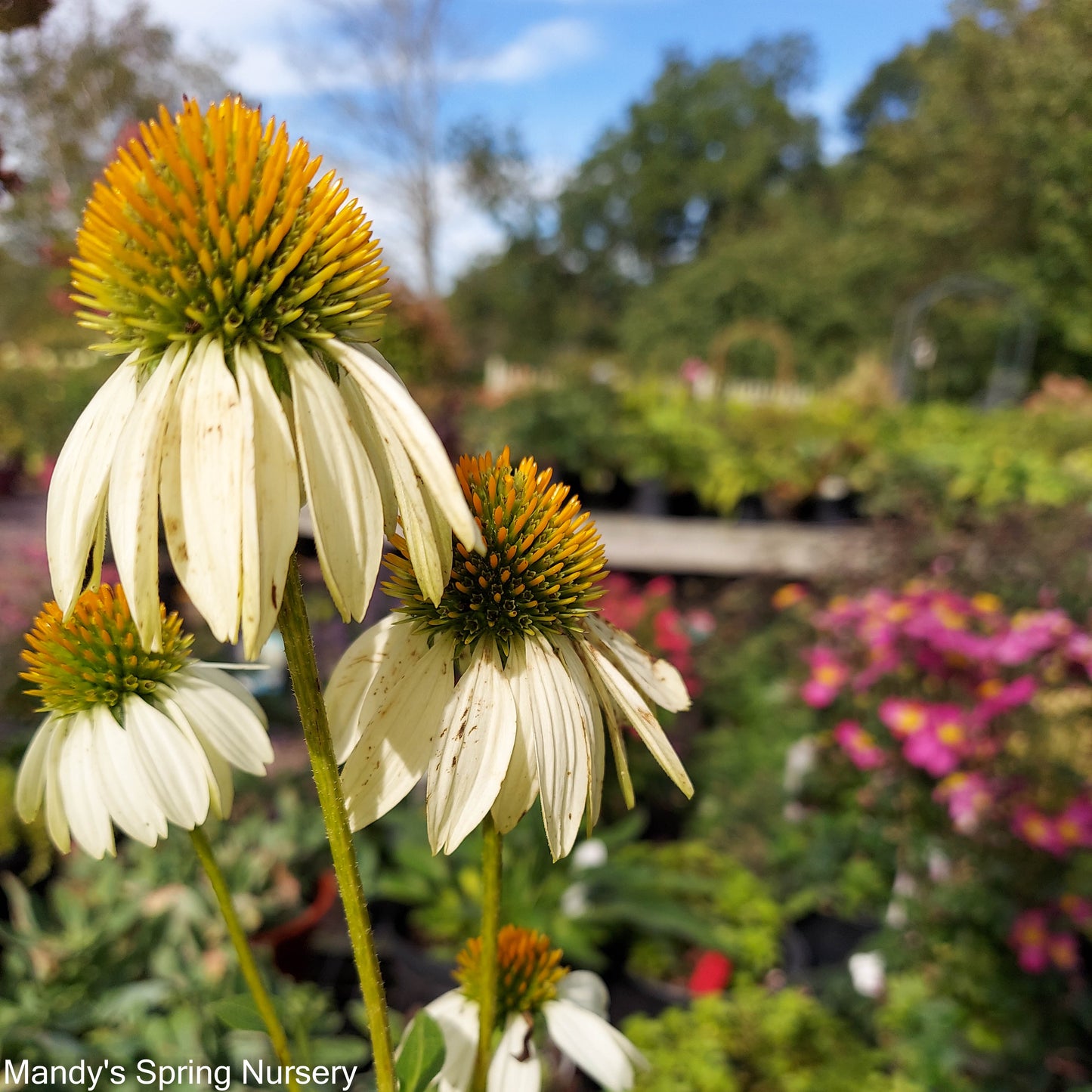 'Pow Wow' White Coneflower | Echinacea purpurea