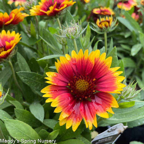 Arizona Sun Blanket Flower | Gaillardia aristata