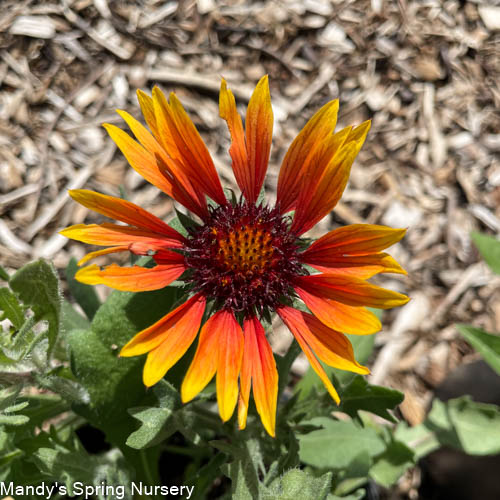 Goblin Blanket Flower | Gaillardia