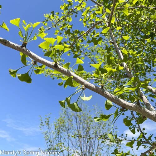 Magyar Ginkgo | Ginkgo biloba 'Magyar'