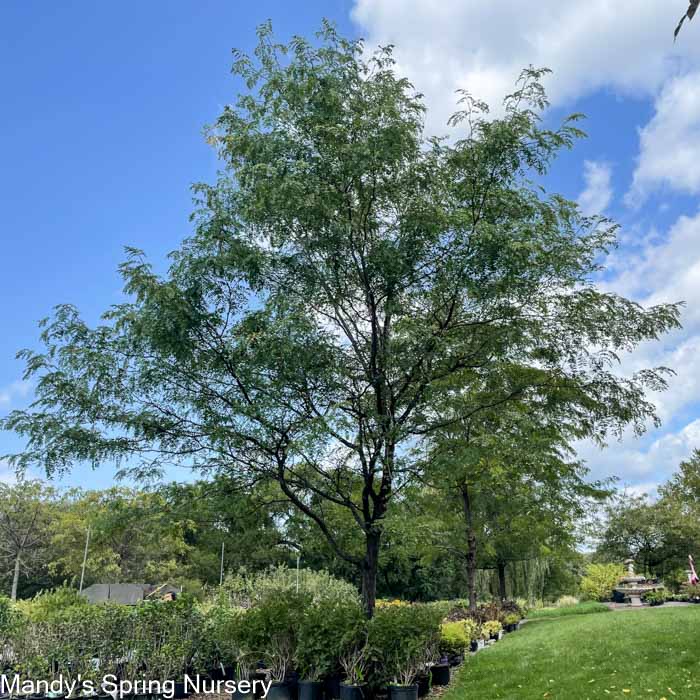 Shademaster Honeylocust | Gleditsia triacanthos var. inermis 'Shademaster'