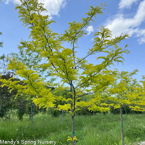 Sunburst Honeylocust | Gleditsia triacanthos var. inermis 'Suncole'