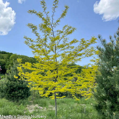 Sunburst Honeylocust | Gleditsia triacanthos var. inermis 'Suncole'