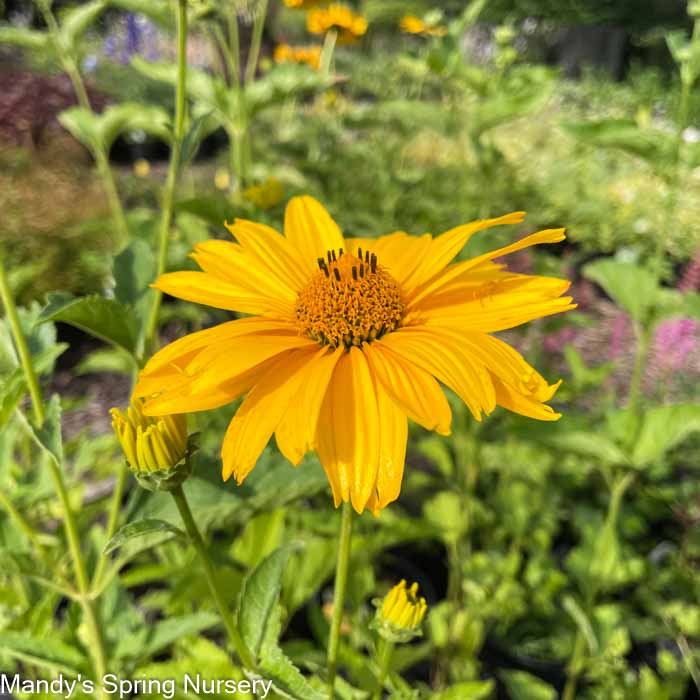 Summer Sun False Sunflower | Heliopsis helianthoides