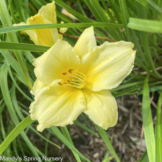 Happy Returns Daylily | Hemerocallis